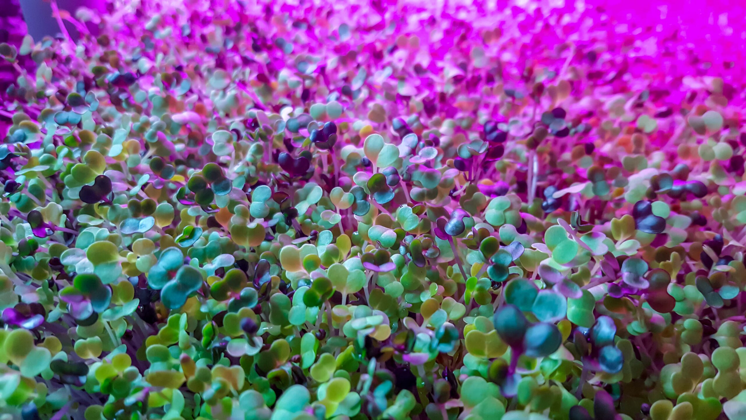 How Do Grow Lights Support the Growth of Organic Microgreens?